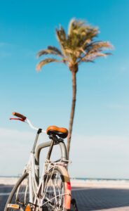 Descubrir La Patacona en bicicleta - palmera